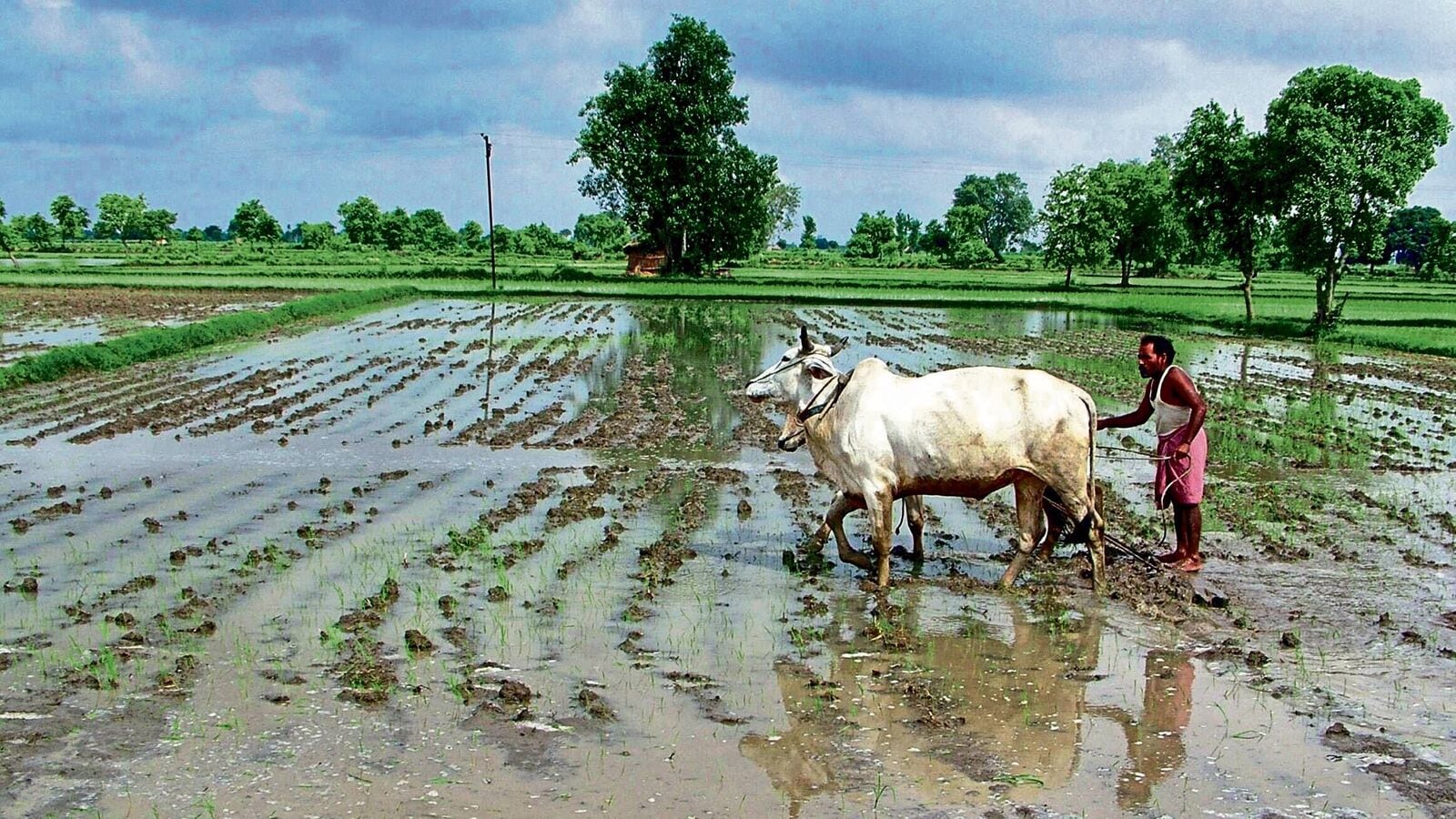 Budget 2024: Govt may increase Rashtriya Krishi Vikas Yojana outlay by 10% to ₹8,308 crore