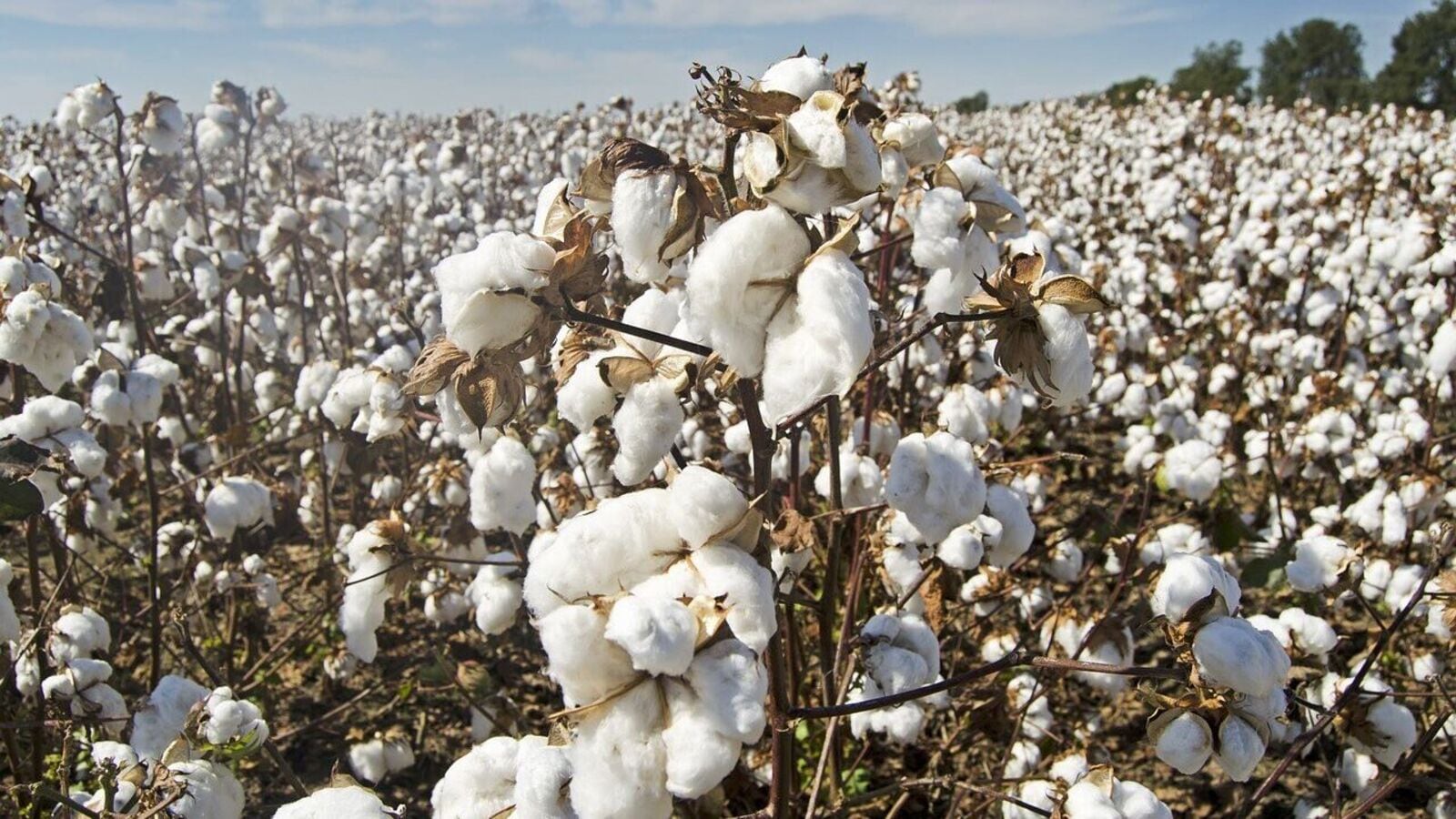 Indian cotton spinners to grow 6-8% in FY25 on volume, capex boost; Welspun Living, Nitin Spin lead gains